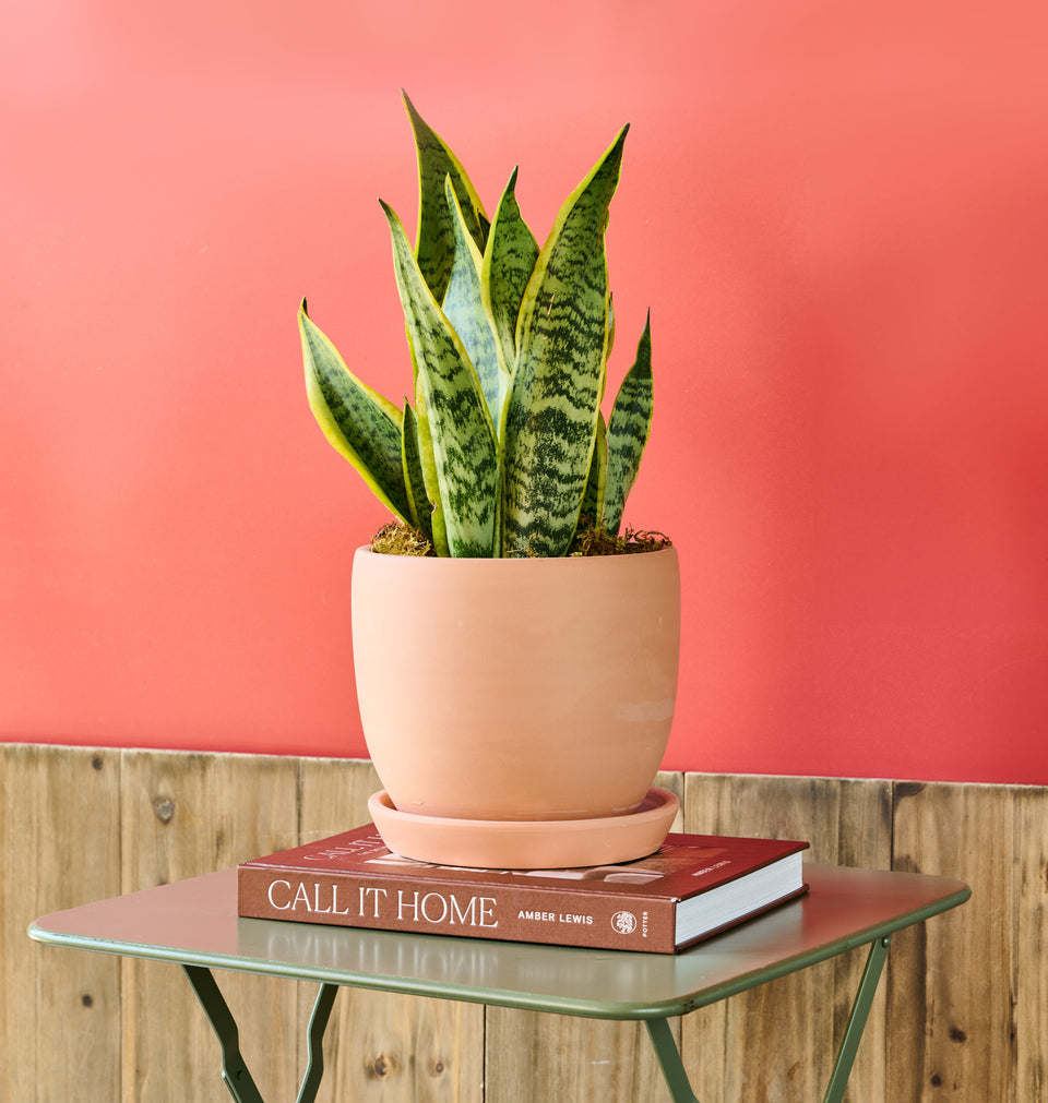 Snake Plant